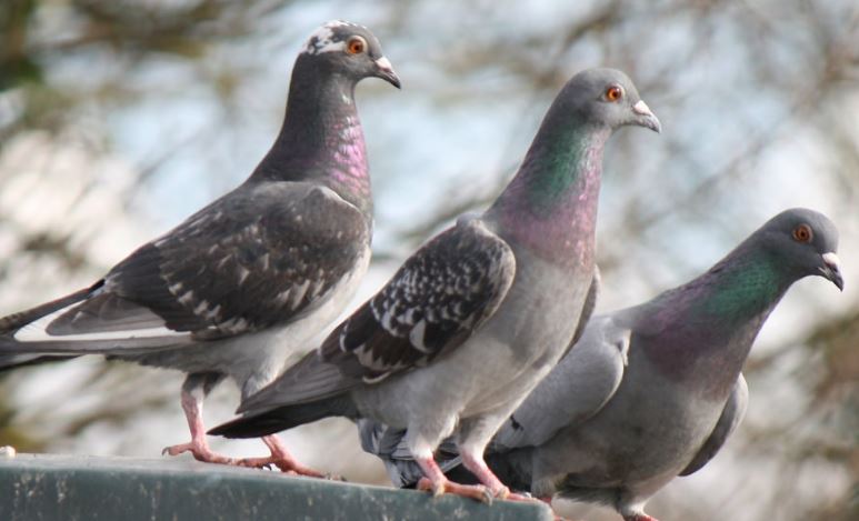 bird control sydney