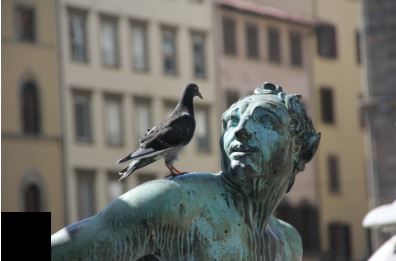 bird control sydney