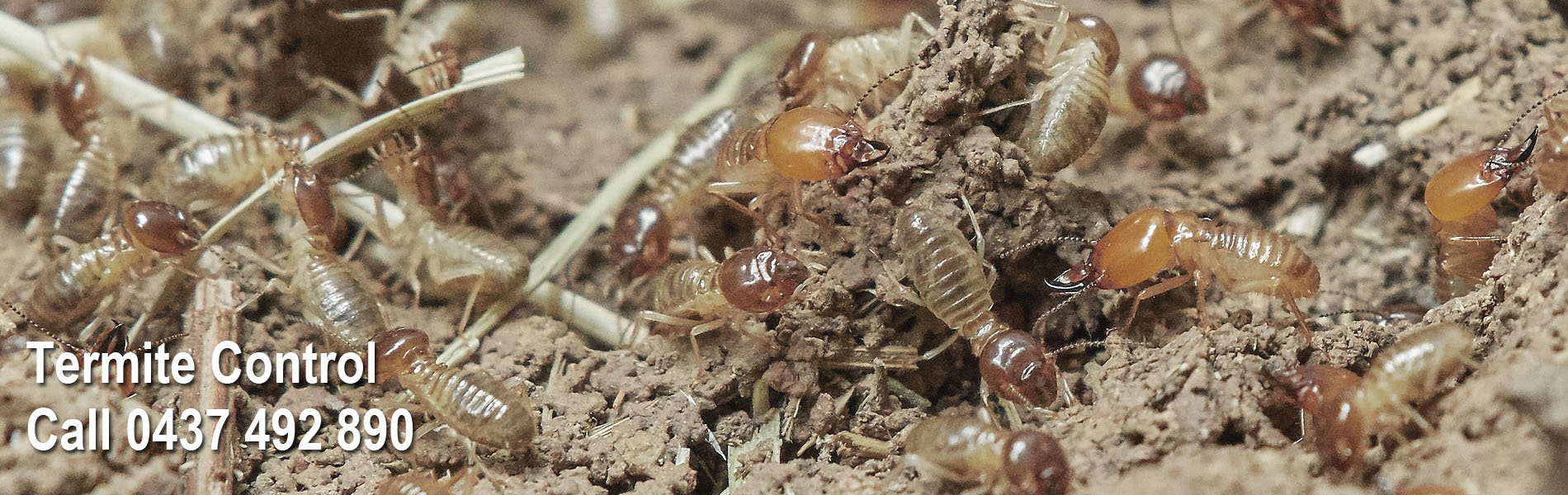 termite inspection sydney