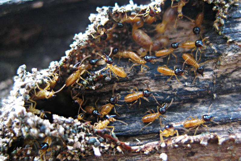 termite-treatment-sydney